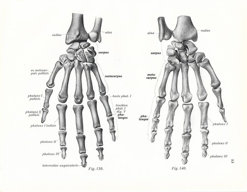 Stampa antica anatomia ossa - antica,