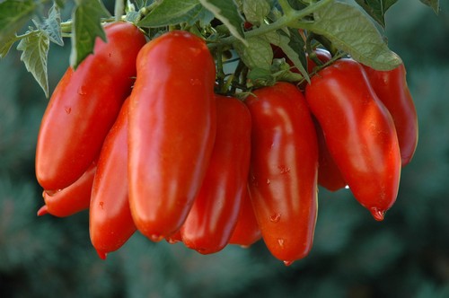 Pomodoro san marzano semi - 5+,