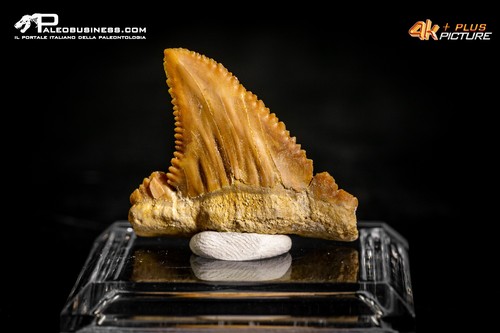 Dente carcharodon sp - di,