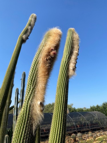 Espostoa guentheri cactus - cactus,