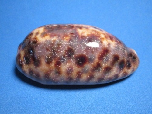 Cypraea testudinaria linneo - testudinaria,