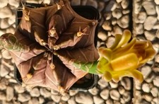  Gymnocalicium Mihanovichii Kikko Pot 8