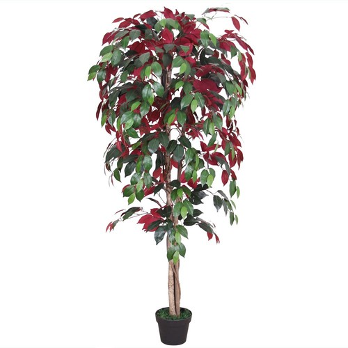 Rosso fico ficus benjamin - rosso,