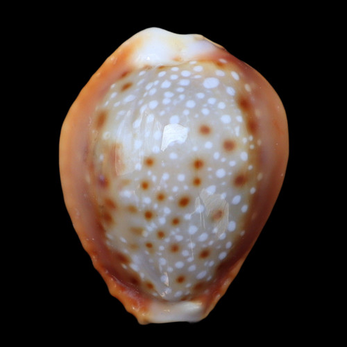Cy188 cypraea helvola - cypraea,