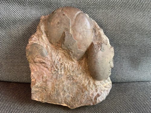 Double fossil goniatite - goniatite, in