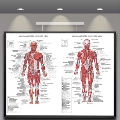 Poster educativo 70x50cm - poster,