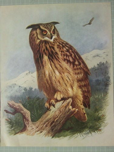 Bellissima stampa uccelli - bellissima, di