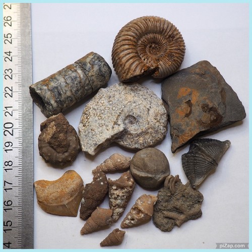 Lotto fossili misti - , ammonite