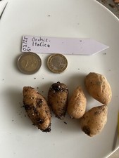 orchis italica KK italiano orchidea Epipactis Ophrys orchidea orquídea