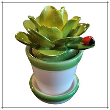 Cactus Piante grasse in