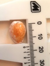 CONCHIGLIA CYPRAEA SPURCA