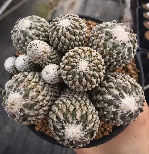 Pelecyphora strobiliformis