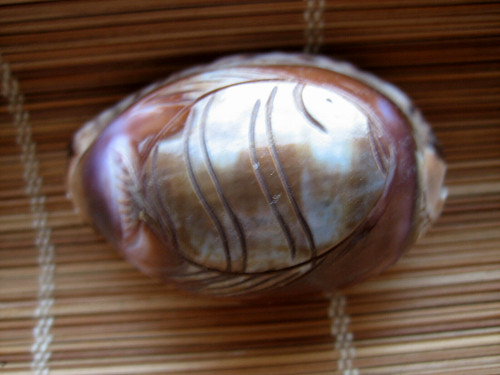 Conchiglia ciprea pesce inciso - ciprea,