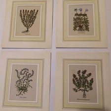 4 Stampe Botanica acquarellate