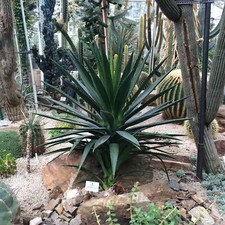 Agave decipiens - agave,