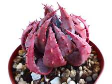 Aloe peglerae SEEDS -  - SEMI