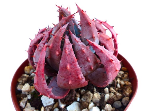 Aloe peglerae seeds - seeds,