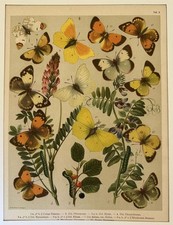 Farfalle cromolitografia - farfalle,