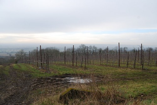 Photo 6x4 orchards reason - photo, orchards,