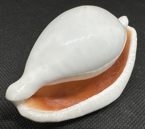 Conchiglia ovula ovum 70 - mm,