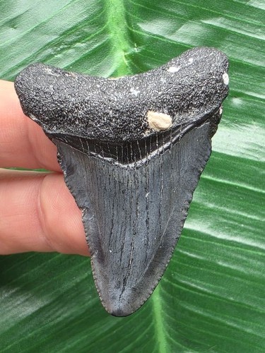 Dente blu del megalodonte 9 - blu,