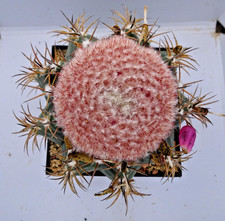 Cactus - Cactus - Melocactus