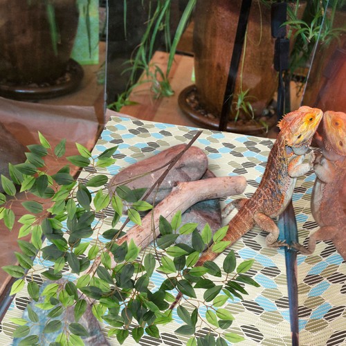 Accessori terrario piante - terrario,