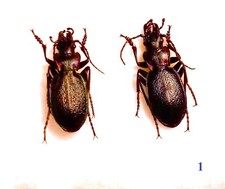 Carabidae CARABINAE Carabus