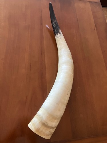 Corno bue altezza - di,