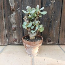 Crassula arborescens silver - crassula,
