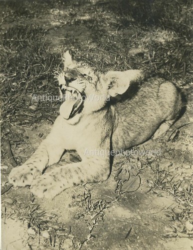 Roaring wild gatto leopardo - roaring,