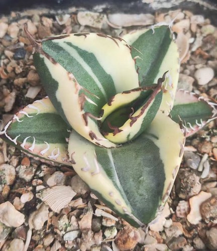 Rara agave titanota - agave,