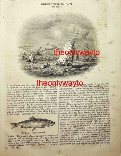 Sprat boats fishing - sprat,