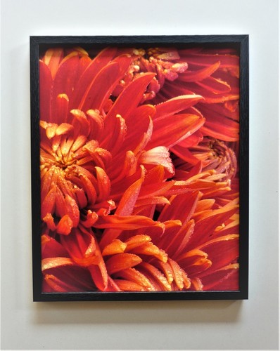 Quadro fotografia fiori rossi