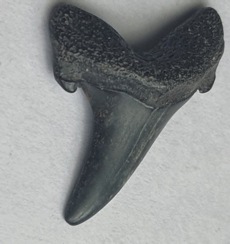 Otodus denti squalo - otodus, di