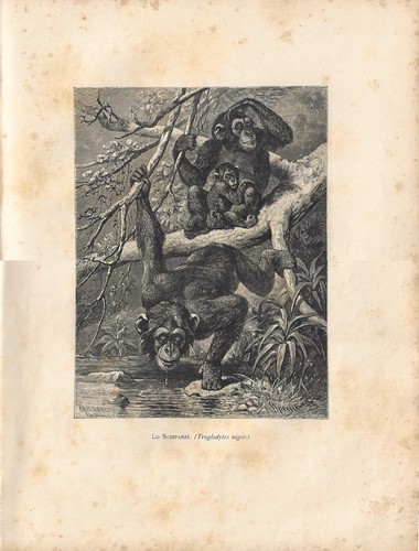 Stampa antica scimmie famiglia - stampa,