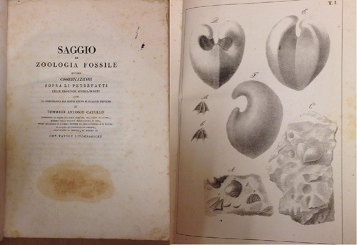Saggio zoologia fossile - di,