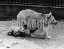 Foto Vintage Animali Uk zoo di Londra mamma orsa e cucciolo 1969 stampa 20x25 cm