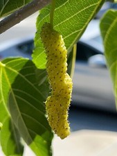 10x Gelso Shahtoot Bianco