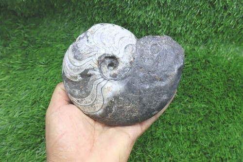 Fossile ammonite - di,