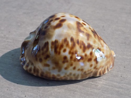 Coquillage new cypraea zoila - new,