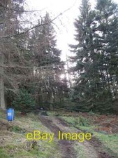 Photo 6x4 Woodland Rossie