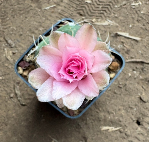 Gymnocalycium horstii cactus - horstii,