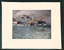 Stampa antica UCCELLI OCA COLOMBACCIO Branta bernicla 1911 Antique print