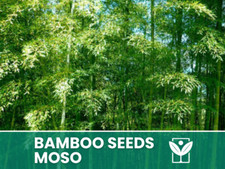 Bambù Moso – 10 Semi –
