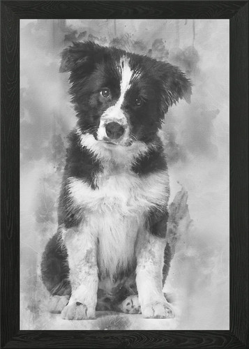 Border collie cucciolo - collie, wee