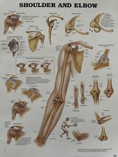 Anatomical Chart ~ Shoulder