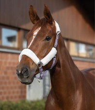 CAVEZZA CAPEZZA CAVALLI IN