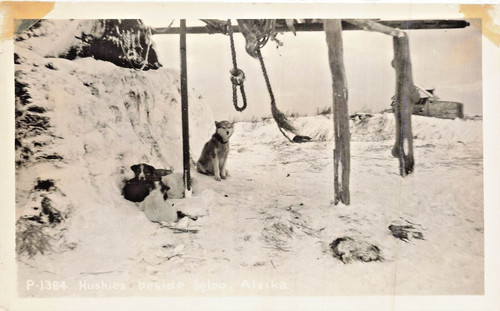 Husky cani igloo - ~, rppc