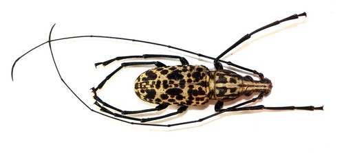 Coleoptera anthribidae - coleoptera,,
